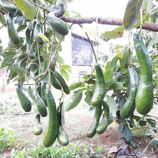 thăm quan vườn giống bơ 034 để cùng hái bơ 034 - và tận mắt tham quan tìm hiểu về giống bơ 034 dòng bơ số 1 việt nam
