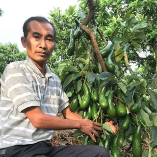 thăm quan vườn giống bơ 034 để cùng hái bơ 034 - và tận mắt tham quan tìm hiểu về giống bơ 034 dòng bơ số 1 việt nam