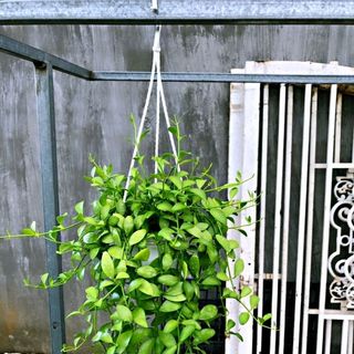 Chậu hạt dưa xanh