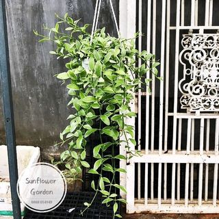 Chậu hạt dưa cẩm thạch