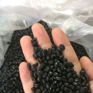 Đậu đen xanh lòng