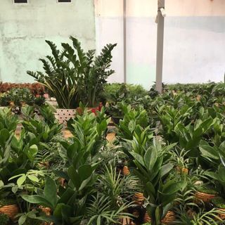 Tiểu ấm trà cây để bàn nội thất