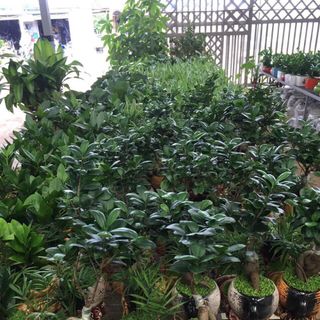 Tiểu ấm trà cây để bàn nội thất