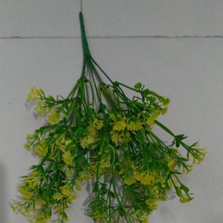 BỤI CỎ ĐIỂM - CỎ HOA SAO NHÍ