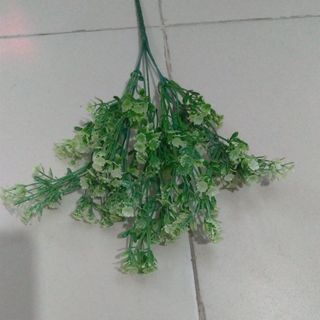 BỤI CỎ ĐIỂM - CỎ HOA SAO NHÍ