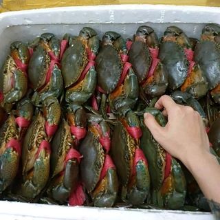 Cua thiên nhiên Cà Mau