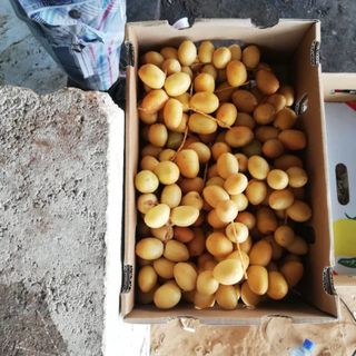 Chà Là từ Suda giá sỉ