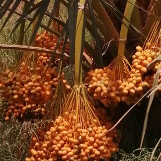 Chà Là từ Suda giá sỉ