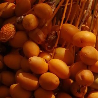 Chà Là từ Suda giá sỉ