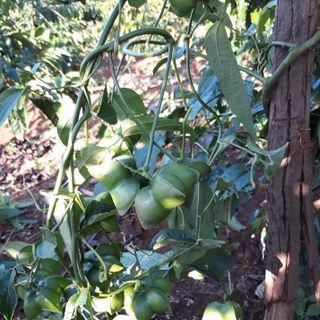 Hạt sachi sấy khô ăn liền