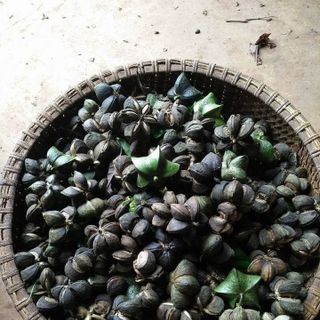 Hạt sachi sấy khô ăn liền