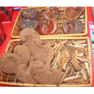 Nấm Linh Chi nguyên tai