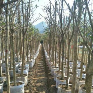 Túi vải trồng cây 30x25cm 2 quai xách kích thước giá sỉ giá bán buôn