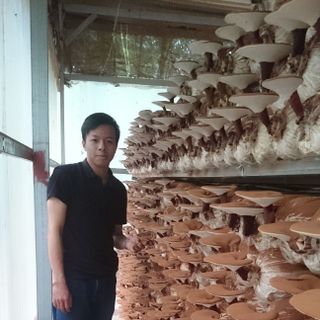 Nấm Linh Chi nguyên tai
