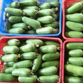 Bí Đao Xanh