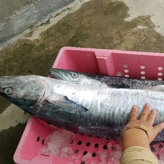 🦈CÁ THU CÂU NƯỚNG🦈