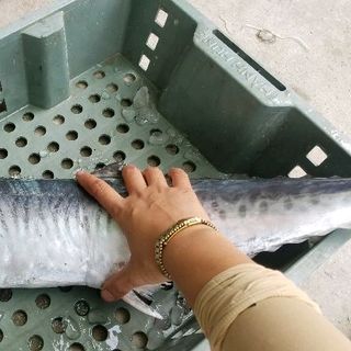 🦈CÁ THU CÂU NƯỚNG🦈