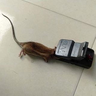 Bẫy chuột thông minh kiểu kẹp