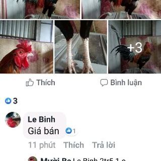 NEOLIFE - MEN SỐNG CAO CẤP CHO GÀ ĐÁ
