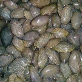 thuỷ hải sản