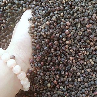 Hạt Tiêu đen nhà trồng