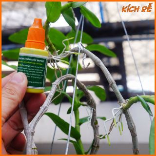 Chế phẩm sinh học thảo mộc bk-fast cho hoa lan cây cảnh