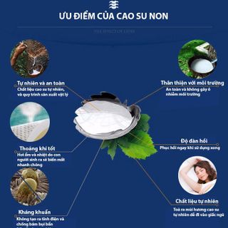 gối cao su non ventry