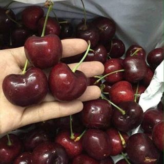 CÂY CHERRY