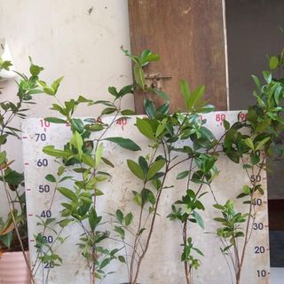 CÂY CHERRY