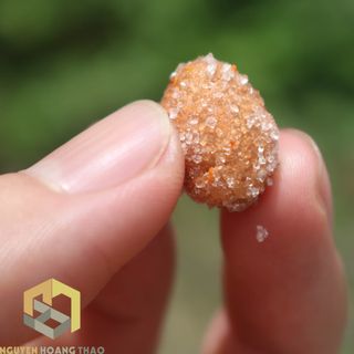 Say nhung rừng lắc muối ớt