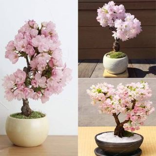 CÂY GIỐNG HOA ANH ĐÀO