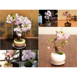 CÂY GIỐNG HOA ANH ĐÀO