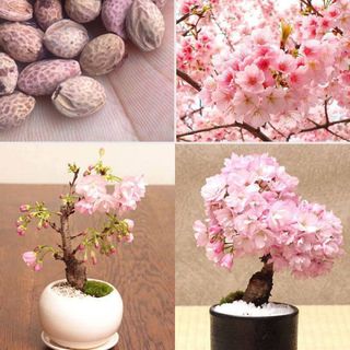 CÂY GIỐNG HOA ANH ĐÀO