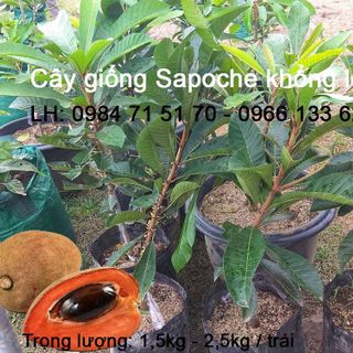 Cung cấp cây giống sapoche khổng lồ giá sỉ