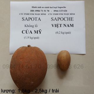 Cung cấp cây giống sapoche khổng lồ