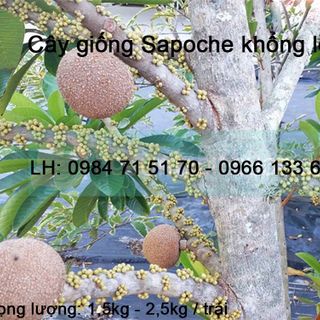 Cung cấp cây giống sapoche khổng lồ