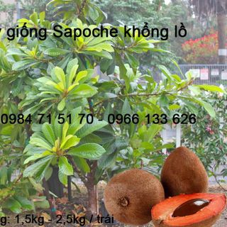 Cung cấp cây giống sapoche khổng lồ