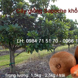Cung cấp cây giống sapoche khổng lồ