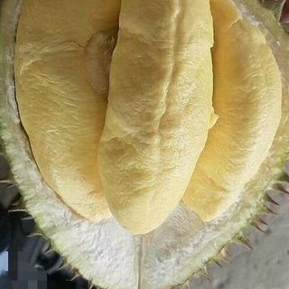 sầu dona