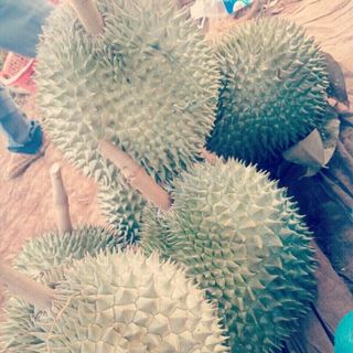 sầu dona