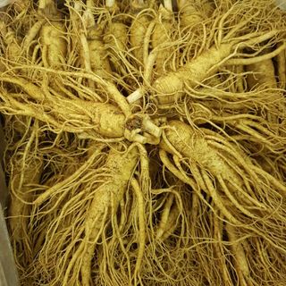 Sâm hàn quốc 6 năm tuổi 10 củ 1kg