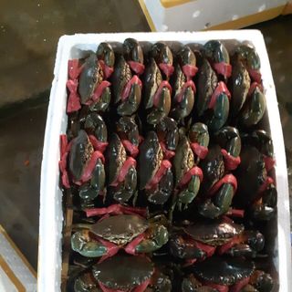 Cua nam can ca mau