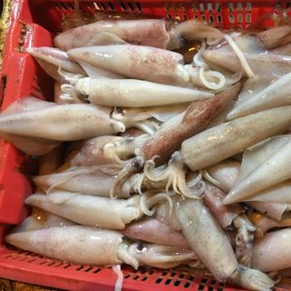 Cua nam can ca mau