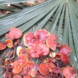 Nấm lim xanh rừng Quảng Nam