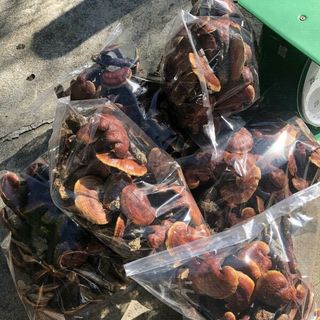 Nấm lim xanh rừng Quảng Nam