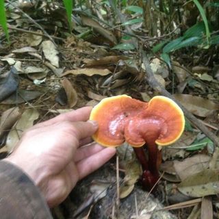 Nấm lim xanh rừng Quảng Nam