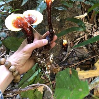 Nấm lim xanh rừng Quảng Nam