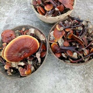 Nấm lim xanh rừng Quảng Nam