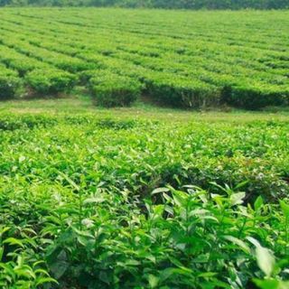 Bột Trà Xanh, Sỉ bột trà xanh, bột trà xanh nguyên chất