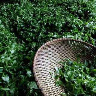 Bột Trà Xanh, Sỉ bột trà xanh, bột trà xanh nguyên chất